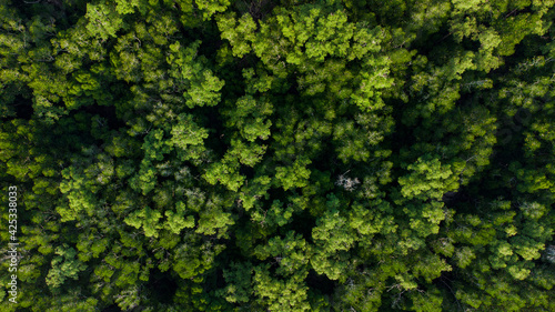 Mangrove forest aerial photography with a drone