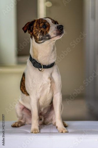 Portrait of a dog on white stool. .Jack russel chihuahua hybrid..
