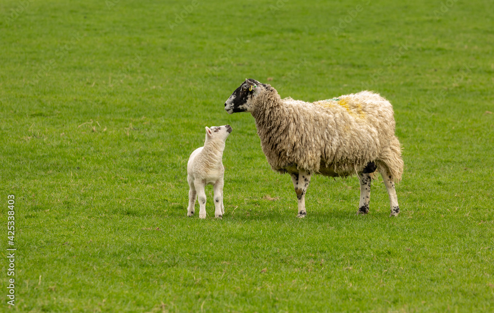 Lambing time in the Yorkshire Dales. A Swaledale mule sheep with her young lamb. The little lamb is looking up adoringly at her mother. Concept: A mother's love. Horizontal. Copy space. No people. Lambing time in the Yorkshire Dales. A Swaledale mule sheep with her young lamb. The little lamb is looking up adoringly at her mother. Concept: A mother's love. Horizontal. Copy space. No people.