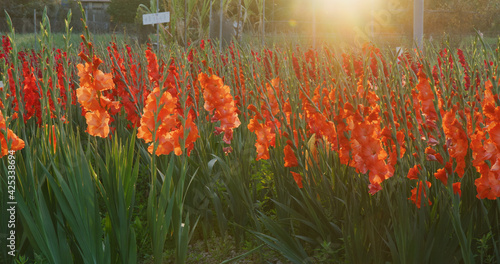 Картината върху платно Red gladiolus flower farm with sunlight