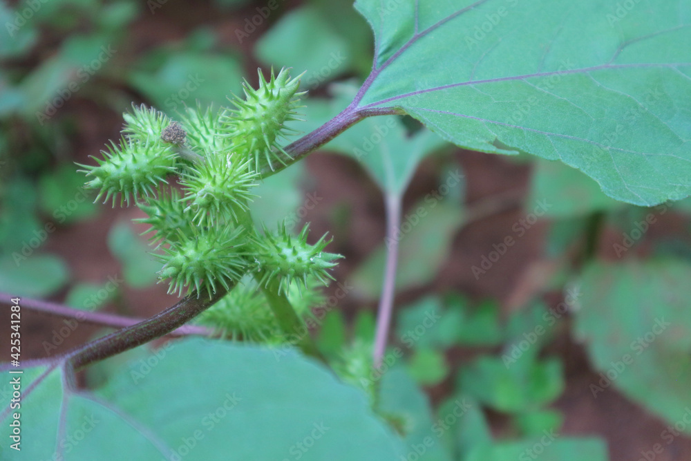 xanthium indicum koen