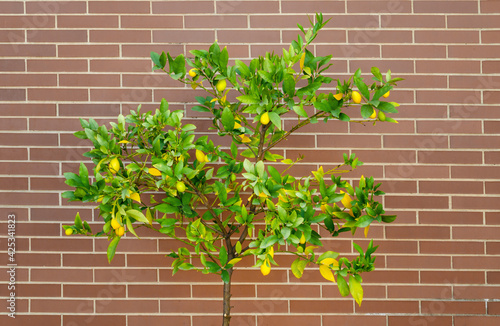 Kumquat tree, also called Genus Fortunella or Citrus sinensis. Urban garden. Brick wall background.