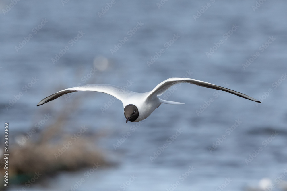 Black headed gull flying with blurry background. The bird fills the frame Black headed gull flying with blurry background. The bird fills the frame