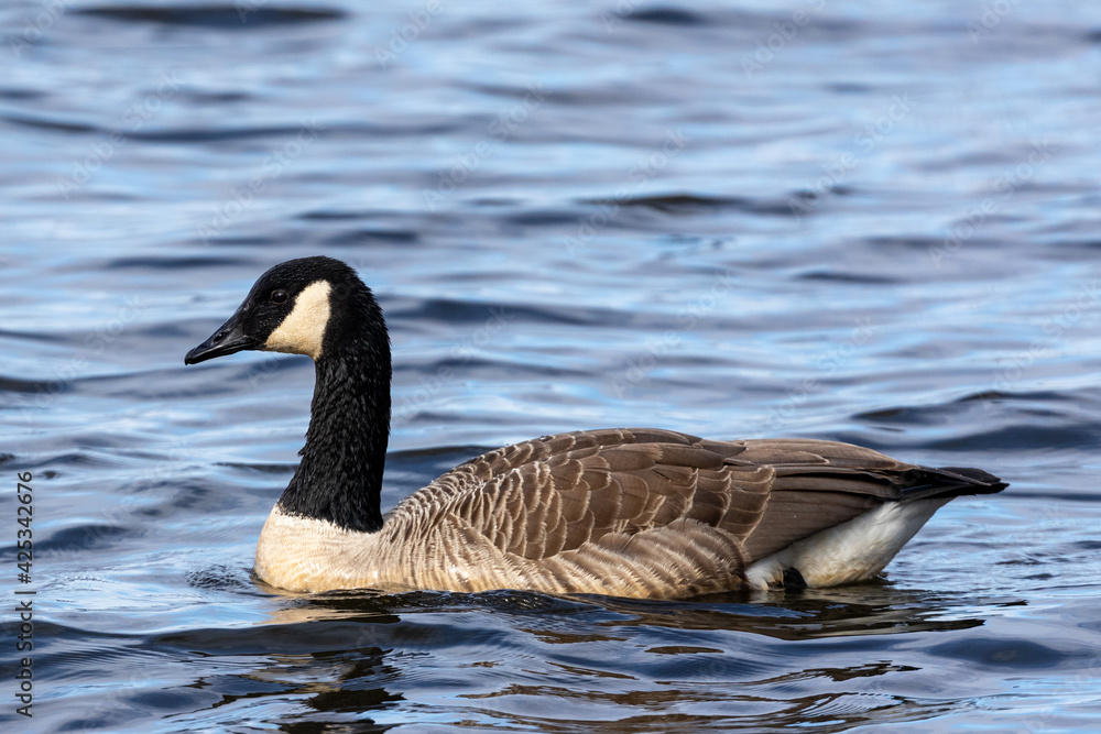 Canada goose swimming in a lake in Sweden, Scandinavia Canada goose swimming in a lake in Sweden, Scandinavia