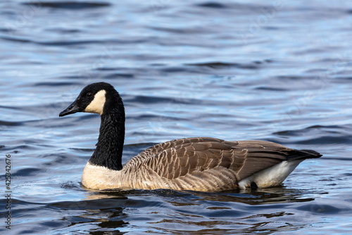 Canada goose swimming in a lake in Sweden, Scandinavia