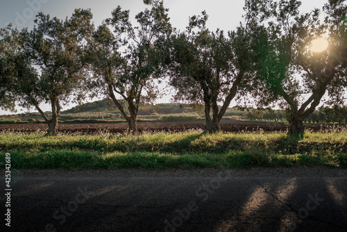 Alberi di olivo - Vulci, Italy