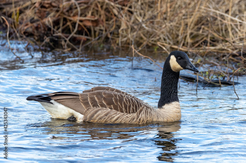 Canada goose swimming in a lake in Sweden, Scandinavia