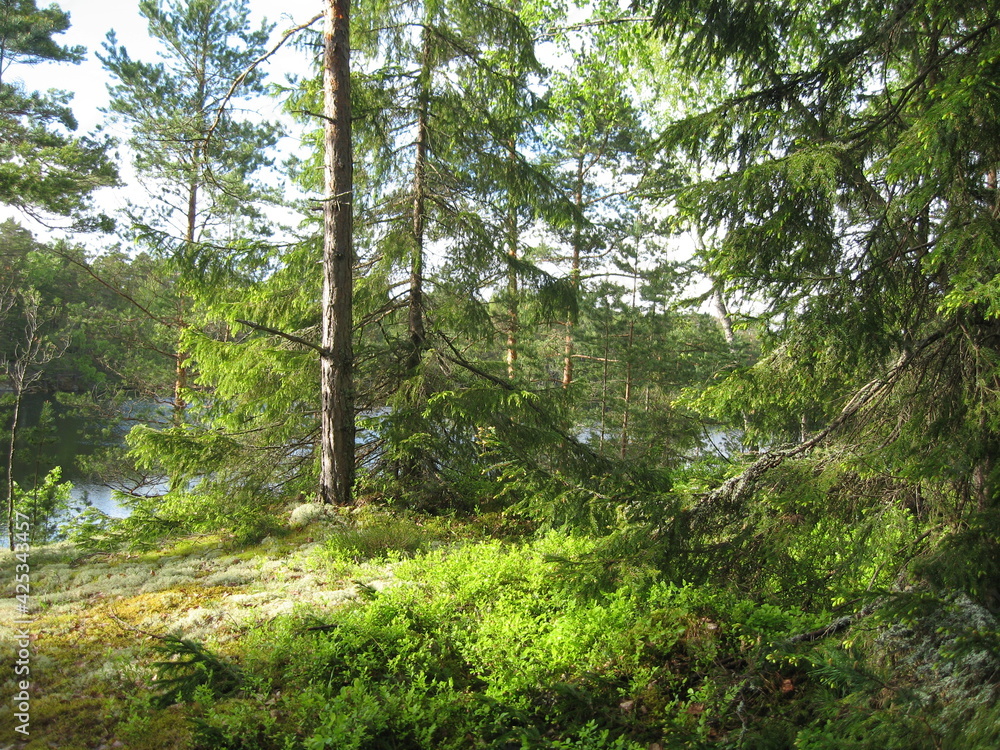 sunny forest in the morning sunny forest in the morning