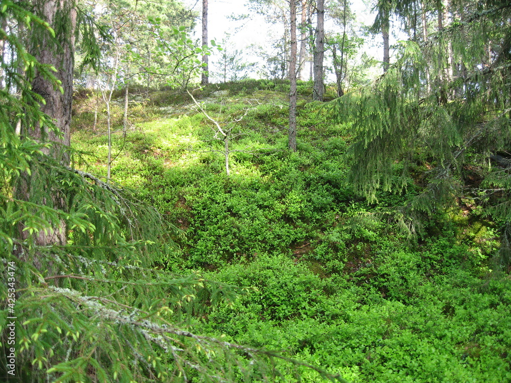Fototapeta premium fern in the forest