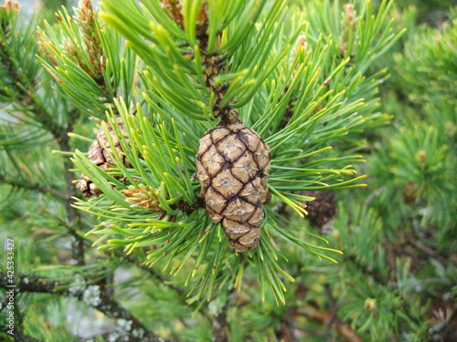 pine cones on a branch
