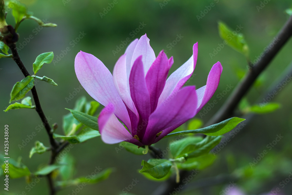 Gentle flowering magnolia purple color in spring garden Gentle flowering magnolia purple color in spring garden