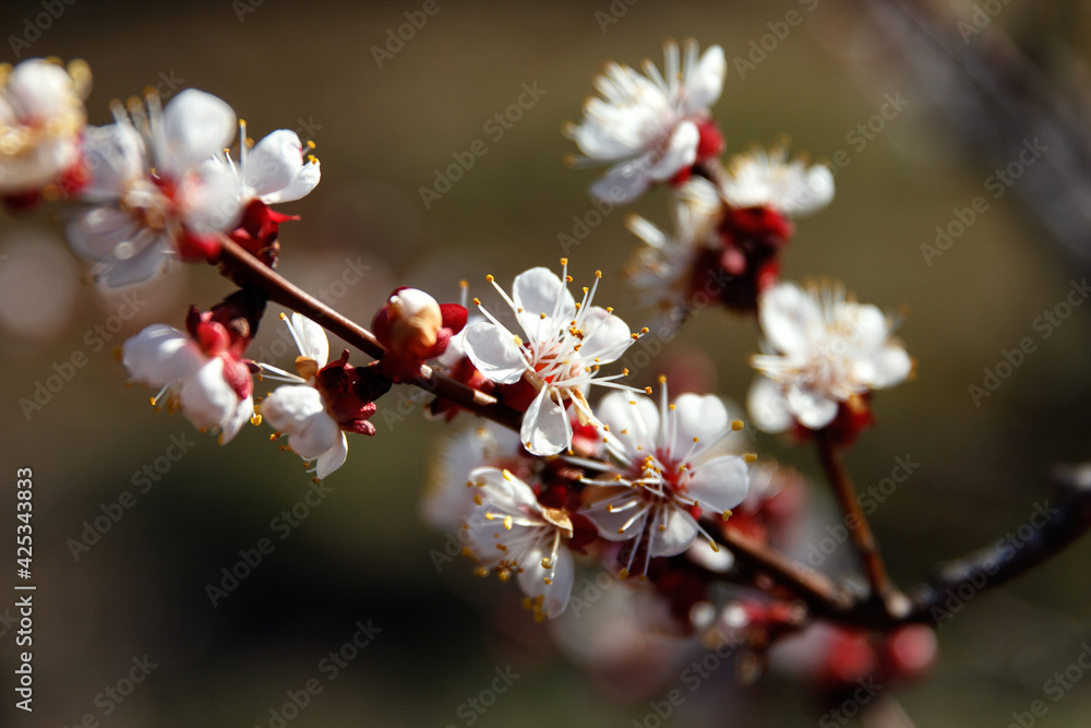 Beautiful spring blooming cherry tree, white flowers
