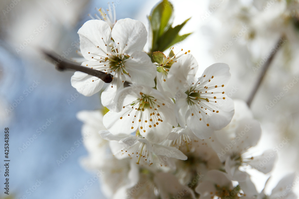 Beautiful spring blooming cherry tree, white flowers