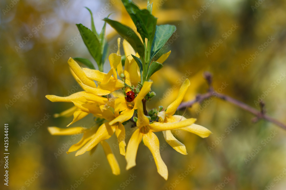 Forsiphy shrub tree beautifully flowering in yellow with an insect, ladybug Forsiphy shrub tree beautifully flowering in yellow with an insect, ladybug