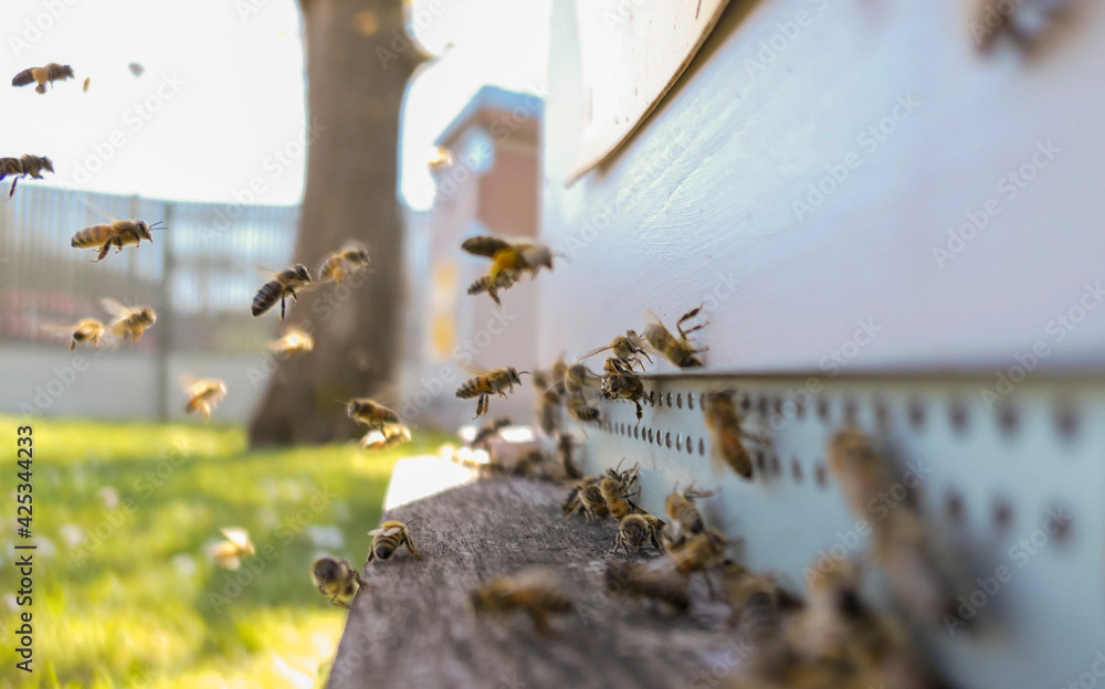 Vol d'abeilles chargées de pollen atterrissant sur la planche d'envol de la ruche Vol d'abeilles chargées de pollen atterrissant sur la planche d'envol de la ruche