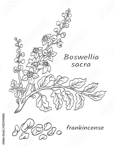 Incense tree branch (Boswellia sacra) black and white vector drawing, resin of the plant is used in perfumery and religious ceremonies.