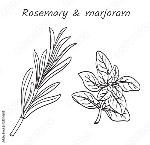 Sprigs of rosemary (Rosmarínus officinális) and marjoram (Orīganum majorāna), vector black and white. Plants are used in the culinary and cosmetic industries.