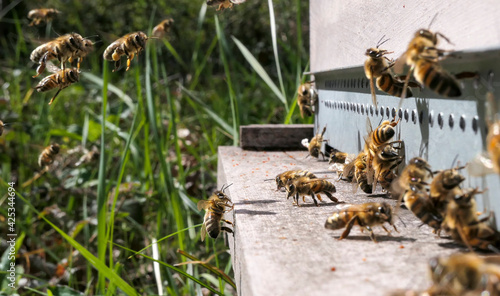 Vol d'abeilles chargées de pollen atterrissant sur la planche d'envol de la ruche  © Eric