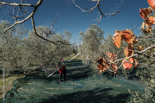Raccolta delle Olive, Italia
