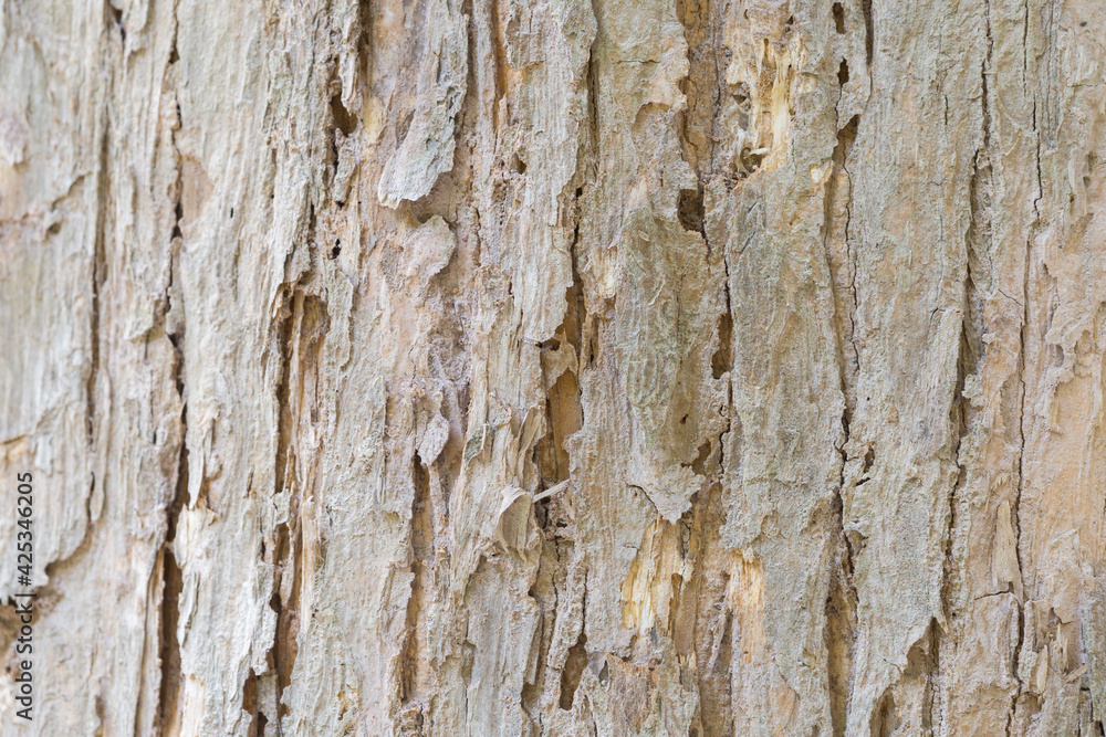 Teak bark texture fine quality wood Teak bark texture fine quality wood