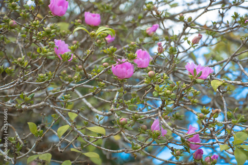 Bayahibe Flower with beautiful bookeh photo