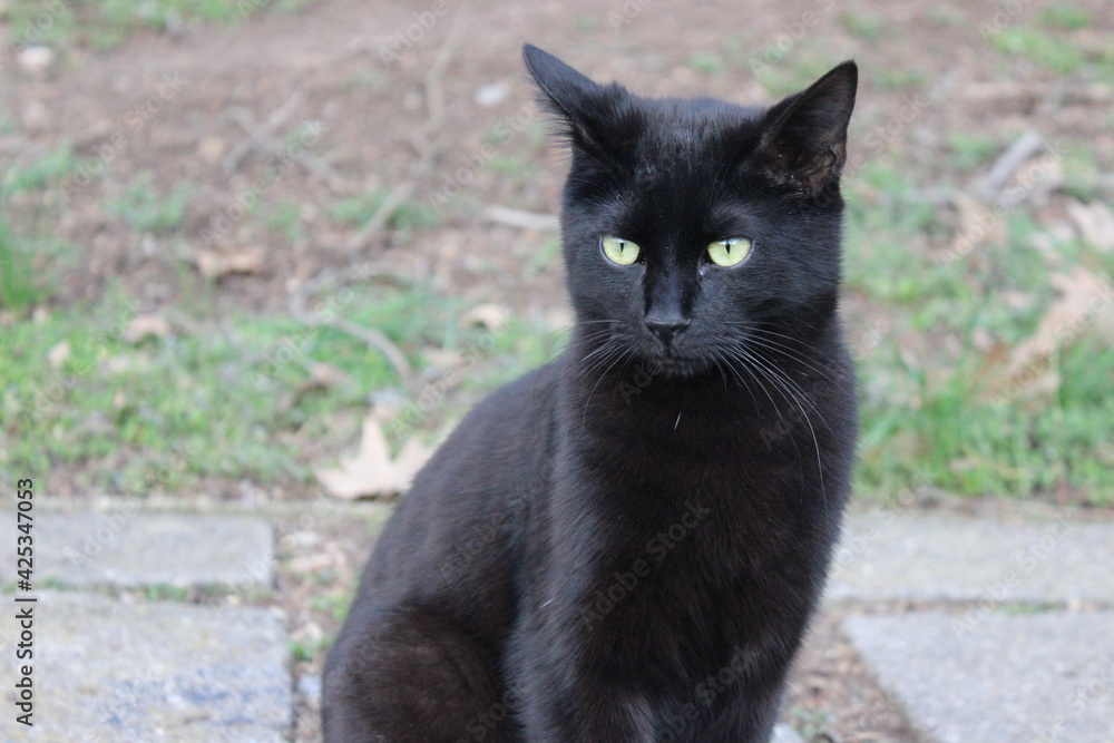 black  cat portrait