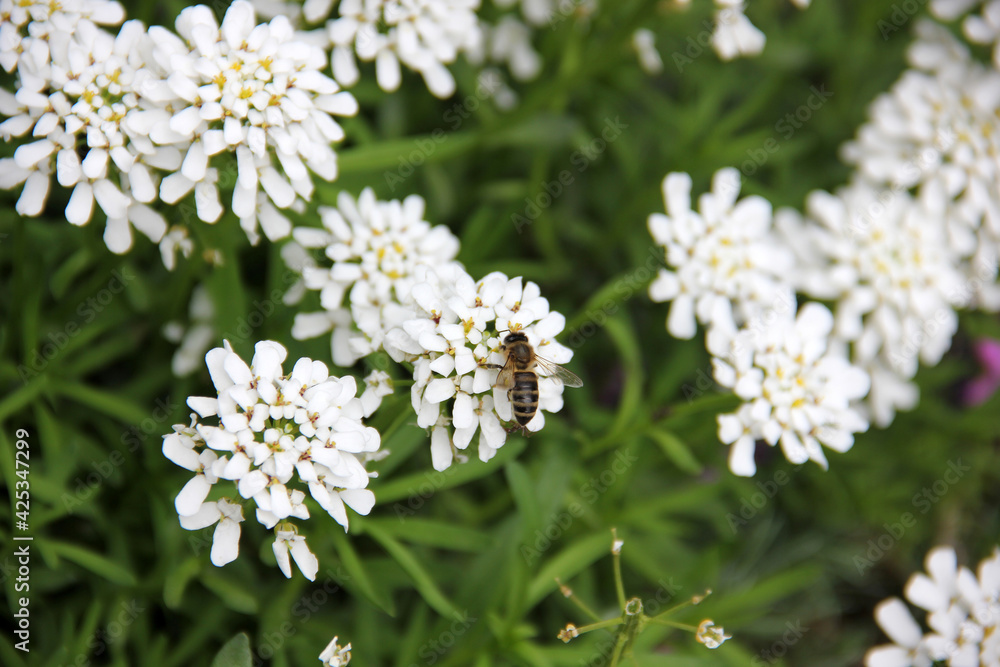 The bees pollinating a flower The bees pollinating a flower