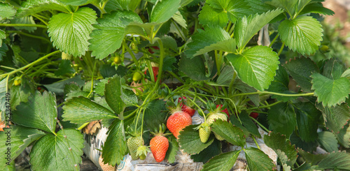 Fraisiers en production. photo