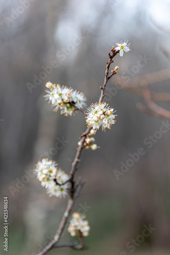 Wallpaper Mural flor a punto de florecerán el valle de Guadarrama Torontodigital.ca