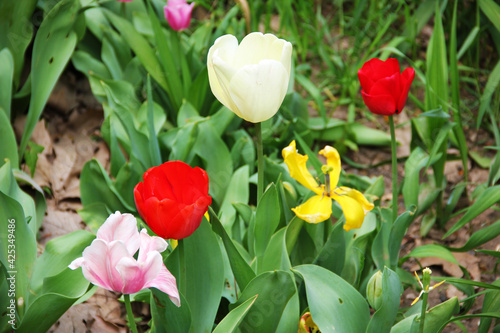 tulips in the spring garden