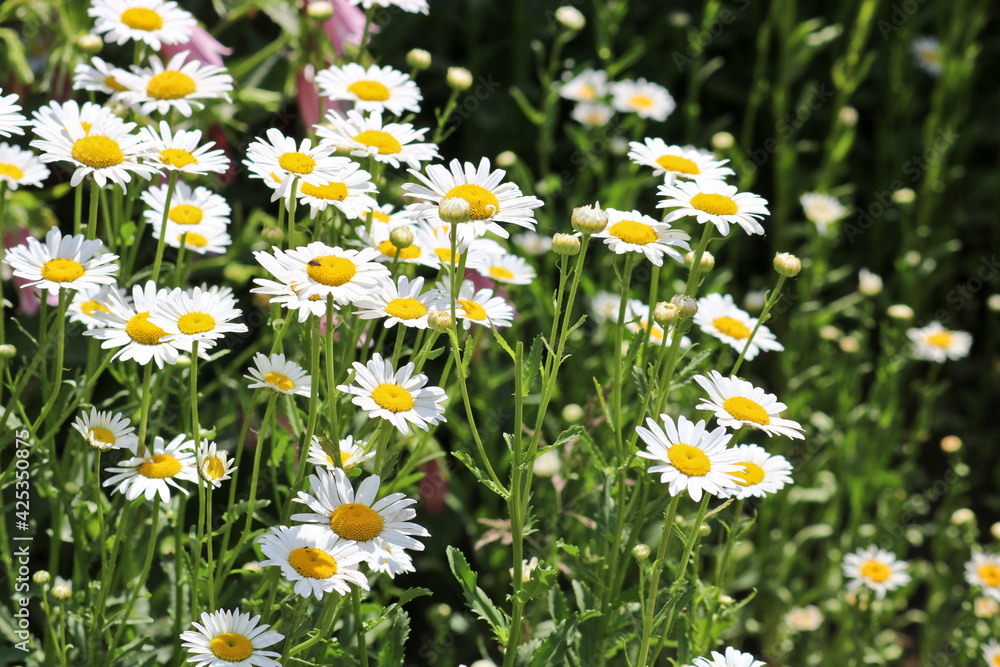 Summer background - meadow with camomiles. Many white flowers. Selective focus. Summer background - meadow with camomiles. Many white flowers. Selective focus.