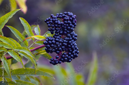 Black elderberries on the bush on a blurred background