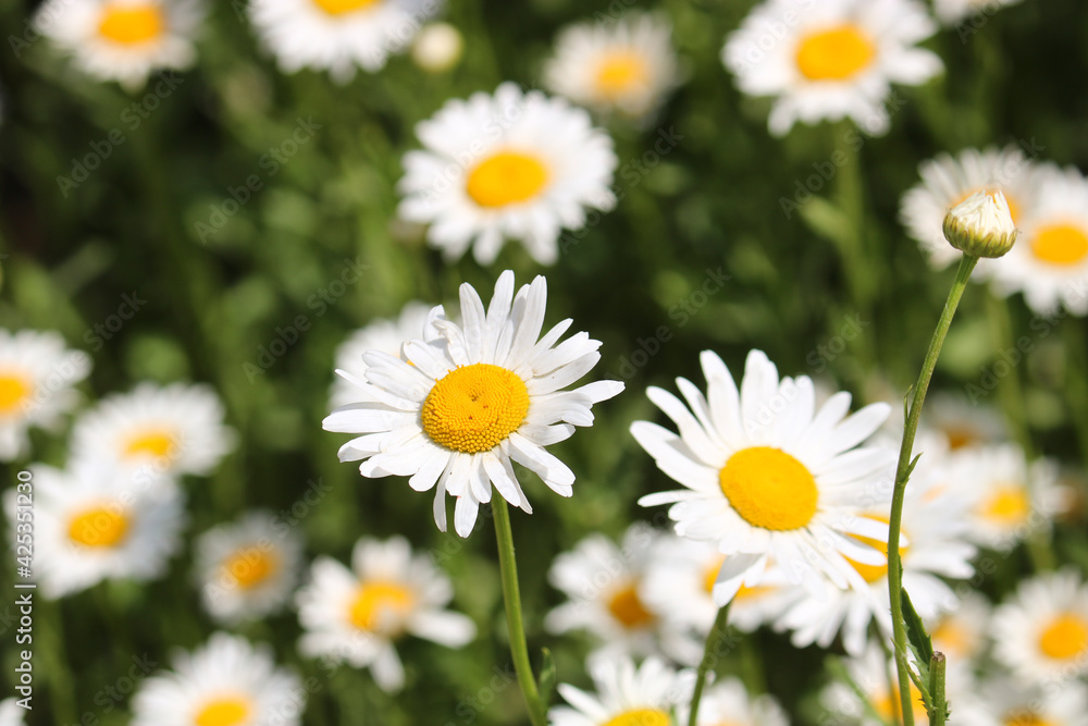 Summer background - meadow with camomiles. Many white flowers. Selective focus. Summer background - meadow with camomiles. Many white flowers. Selective focus.