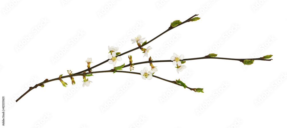 Spring cherry twigs with small flowers and green leaves