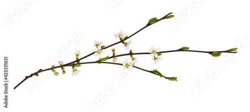 Spring cherry twigs with small flowers and green leaves