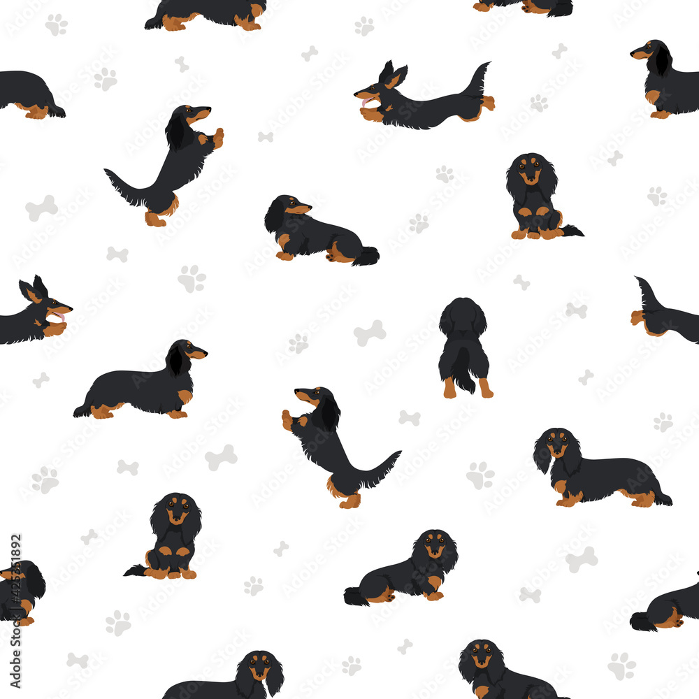 Dachshund long haired seamless pattern. Different poses, coat colors set.