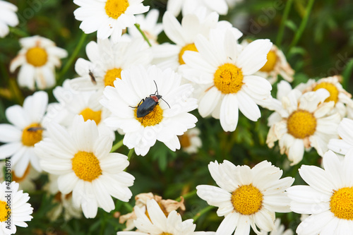 Landscape photography of a set of white and yellow flowers with a beetle lying on one of them.
