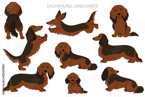 Dachshund long haired clipart. Different poses, coat colors set