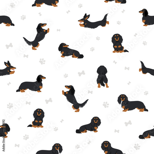 Dachshund long haired seamless pattern. Different poses, coat colors set.