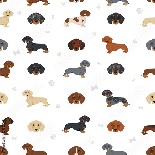Dachshund short haired seamless. Different poses, coat colors set.