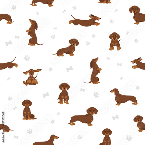 Dachshund short haired seamless. Different poses, coat colors set.
