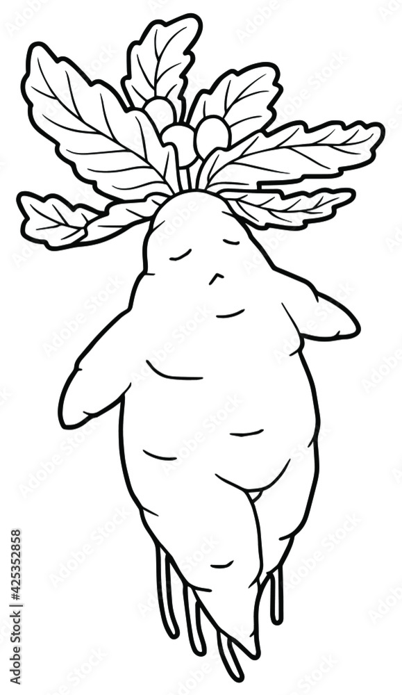 Vetor de Hand drawing mandrake. Black outline. Magic plant. Coloring page.  do Stock