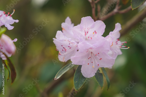 Selective focus close-up of a vibrant colourful delicate pink Rhododendron rubiginosum flower in Spring. photo