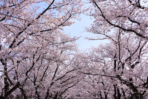 高田公園の桜並木