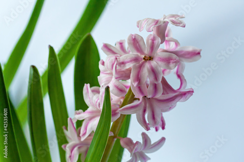 Striped white and pink hyacinth on a light background. Beautiful fragrant spring flower  selective focus.