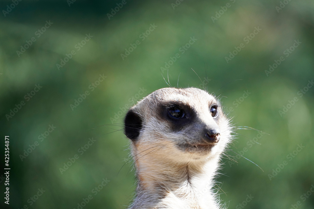 Fototapeta premium Wachsames Erdmännchen in Nahaufnahme mit grünem Hintergrund.