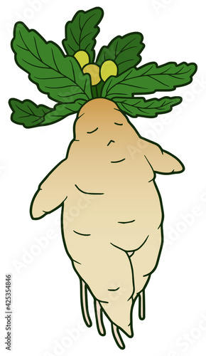 Hand drawing mandrake. Magic plant. Yellow berries. 