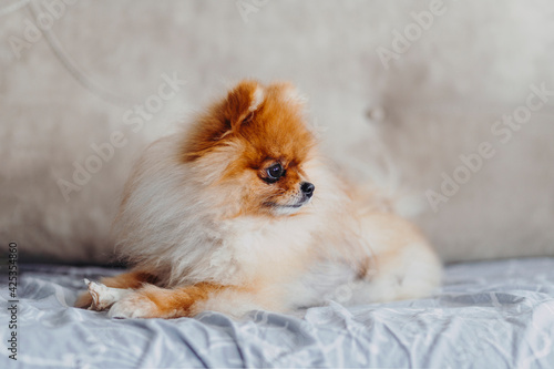 Portrait of Pomeranian dog lying on sofa © ali