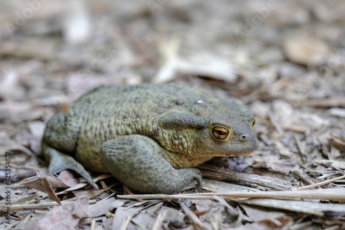 bufo Garsault  Italian common toad