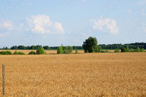 Several trees amidst a vast field of ripe wheat in summer. Agricultural land before harvesting grain. Picturesque rural landscape. Fluffy white clouds against the blue sky. © Oleksii